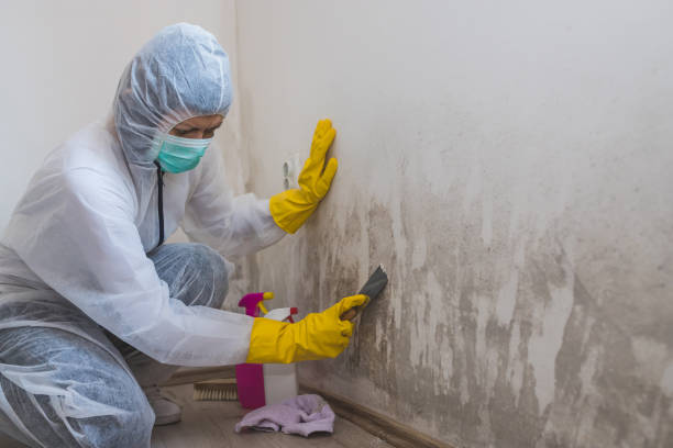 Best Mold Odor Removal Services  in Rollingwood, CA